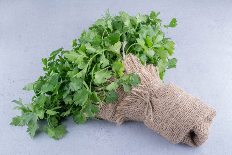 Un bouquet de persil frais, l'assurance de nombreux bienfaits santé !