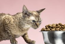 Mon chat ne mange plus depuis plusieurs jours : est-ce que c’est grave ? ce chat ne mange plus beaucoup
