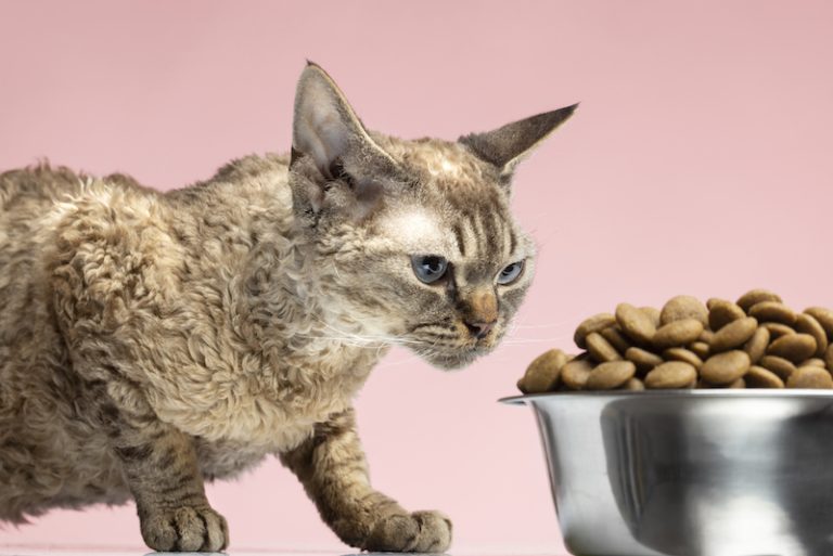 ce chat ne mange plus beaucoup