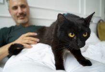 Chat constipé : comment faut-il réagir ? Ce chat souffre de constipation.