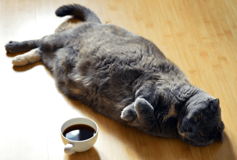 Ce chat est obèse et doit maigrir.