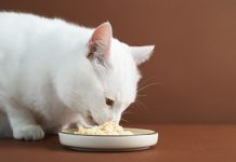 Chat : quels aliments pour lui faire plaisir ? Un chat se régalnt des aliments do,t il raffole.