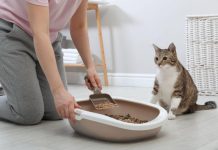 Comment savoir si votre chat a un ver solitaire ? Comment savoir si votre chat a un ver solitaire ?