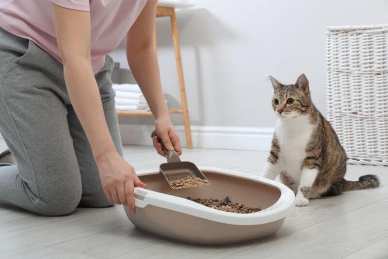 Comment savoir si votre chat a un ver solitaire ?