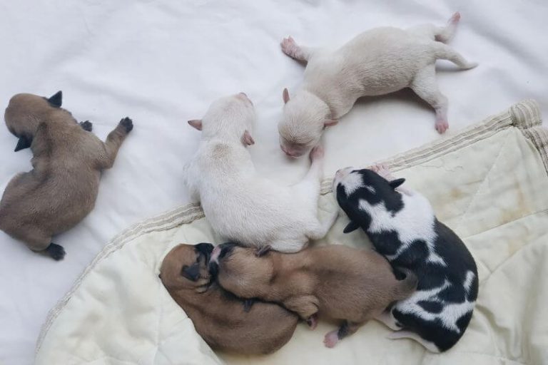 A partir de quel âge peut-on faire saillir son chien ?