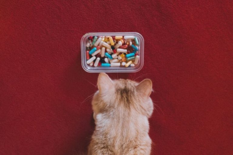 Les conseils pour faire avaler des comprimés à un chats.