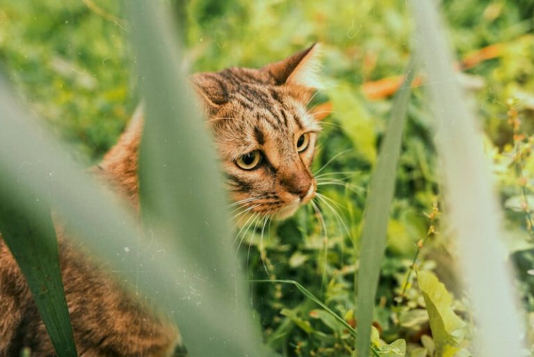 Les chats sont attirés naturellement par l'herbe à chat.