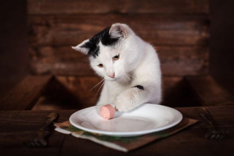 Le chat stérilisé a des besoins nutritifs différents.