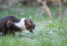 Mon chat ne fait que vomir : est-ce que c’est grave ? Les vomissements du chat sont-ils grave ?