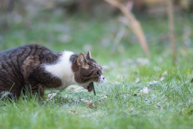 Les vomissements du chat sont-ils grave ?