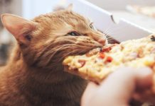 Chat : que dois-je lui donner à manger ? Un chat mange un aliment interdit.
