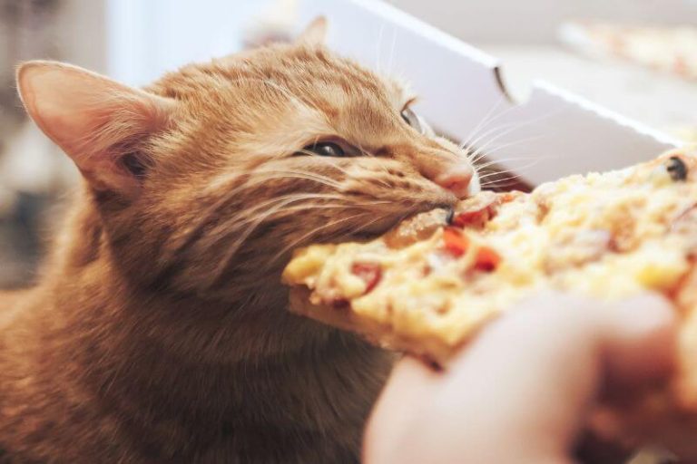 Un chat mange un aliment interdit.