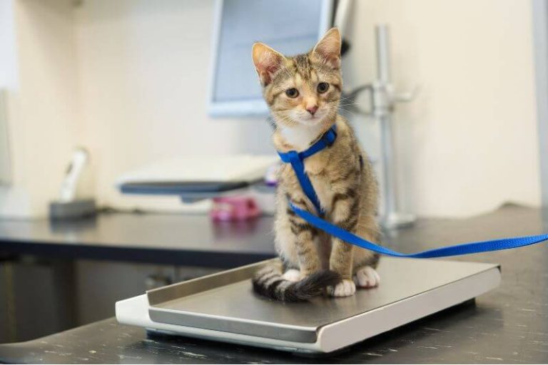 chat qui mange mais qui ne grossit pas.