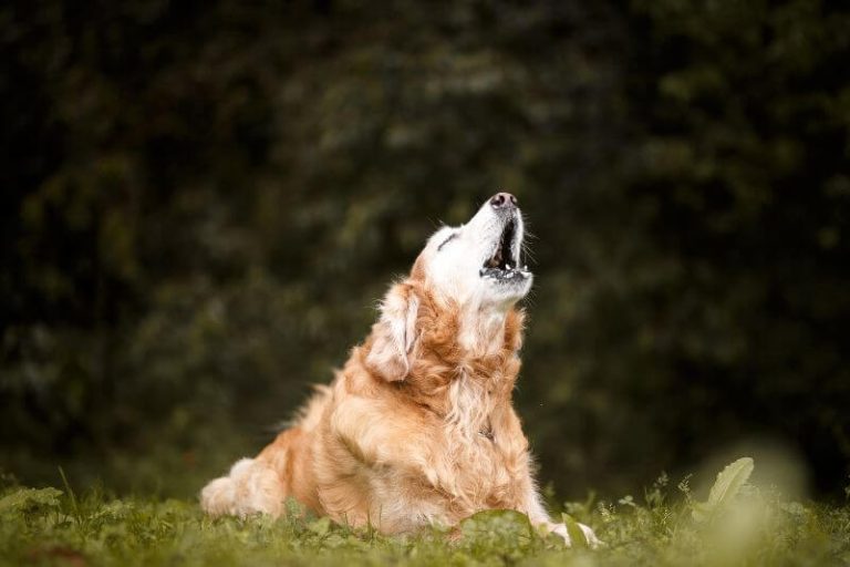 chien qui aboie