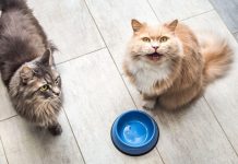 Alimentation du chat : quand faut-il le nourrir ?