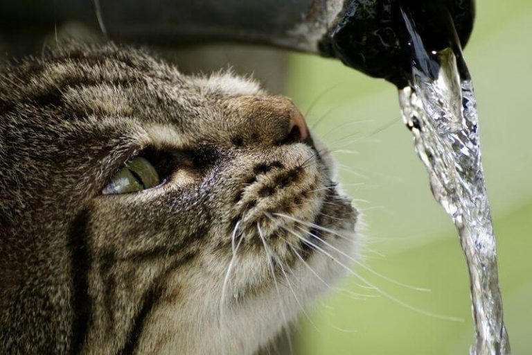 Un chat prêt à boire de l'eau.