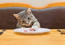 Temps de digestion du chat : tout ce qu’il faut savoir Un chat prêt à entrer en phase de digestion.