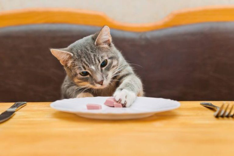 Un chat prêt à entrer en phase de digestion.
