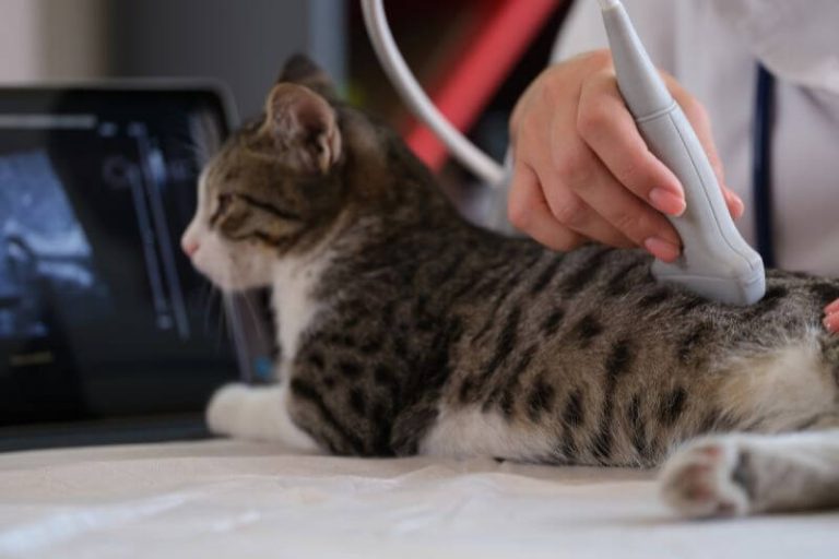 Un chat chez le vétérinaire, victime d'insuffisance rénale.