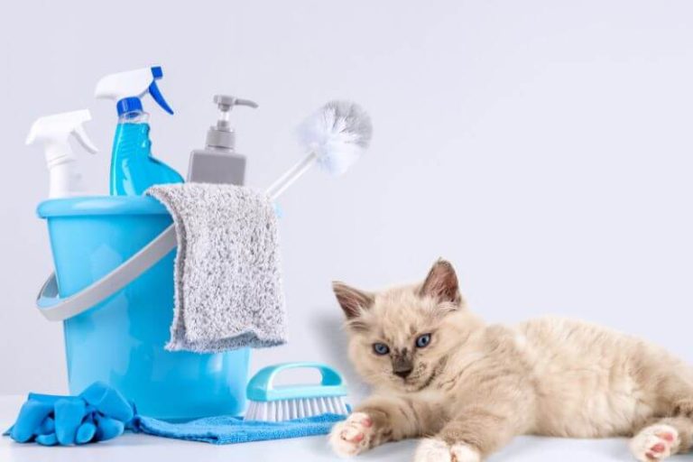 qu'est ce qui peut empoisonner un chat ?