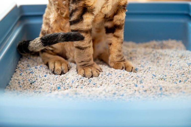 est-ce normal si mon chat a la diarrhée ?