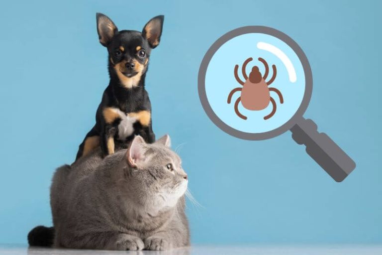 Un chien et un chat sont assis l'un sur l'autre. Une loupe, sur le côté, révèle la présence d'un parasite.