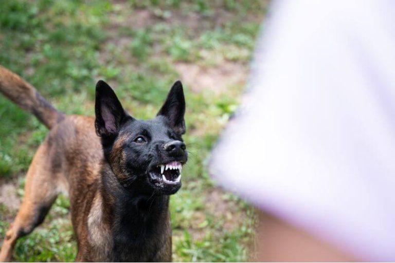 un chien en position d'attaque face à un homme