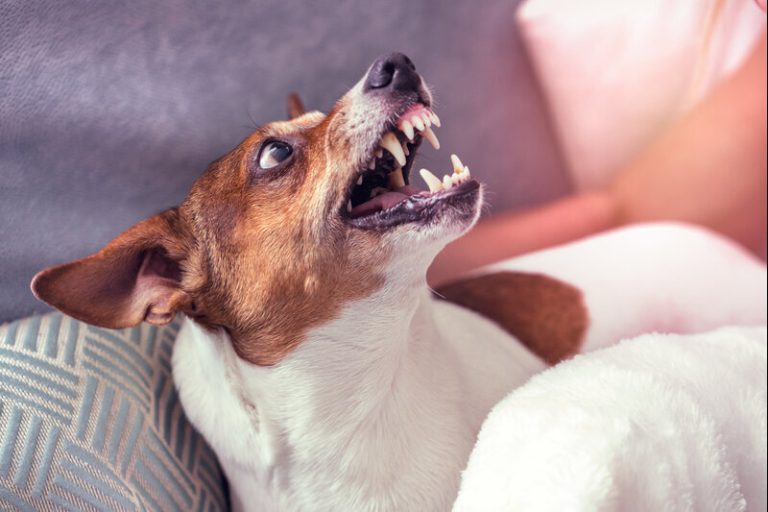 Un chien qui grogne et montre ses dents.