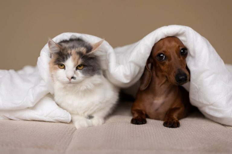 Un chien et un chat sont sous la couette.