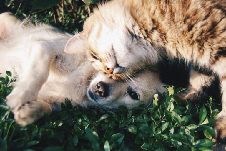 Un chien et un chat étendus dans l'herbe.