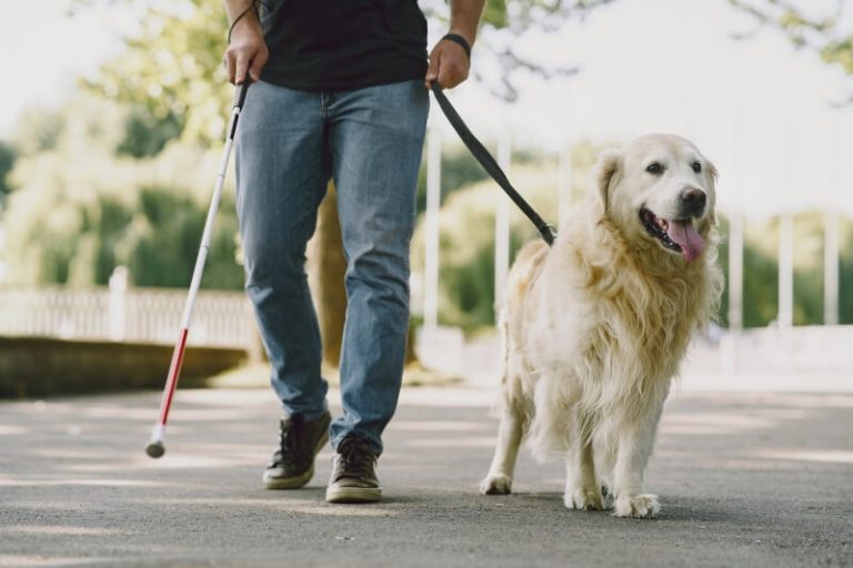 Un chien guide accompagne son maître lors d'une promenade en ville.