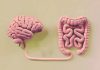 L’intestin est il vraiment notre “deuxième cerveau” ? Un cerveau et un intestin relié.