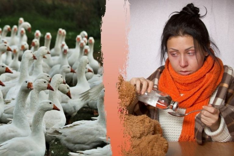 Des oies et une femme grippée.