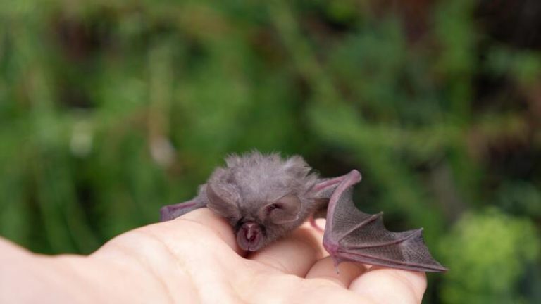 Une chauve-souris infectée par un variant du coronavirus, potentiellement transmissible à l'homme.