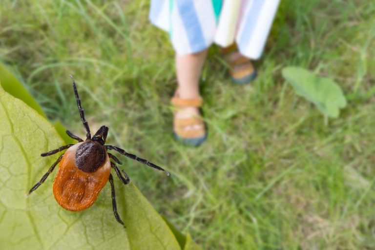 Un enfant qui se balade dans l'herbe remplie de tiques.
