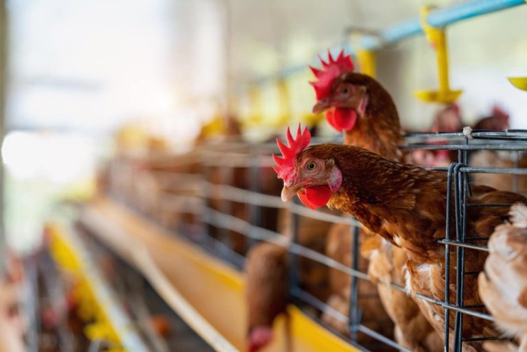 Un élevage de poulet destiné à l'abattage à cause de la grippe aviaire H7N9.