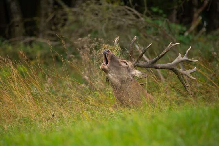 Un cerf atteint de la maladie débilitante chronique, ou maladie du cerf zombie.