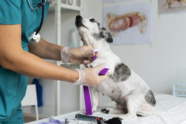 Un animal chez le vétérinaire grâce à la prise de rendez-vous sur Doctopet.