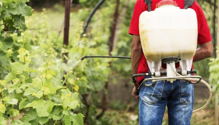 Un homme qui traîne ses vignes avec des pesticides cancérogènes.