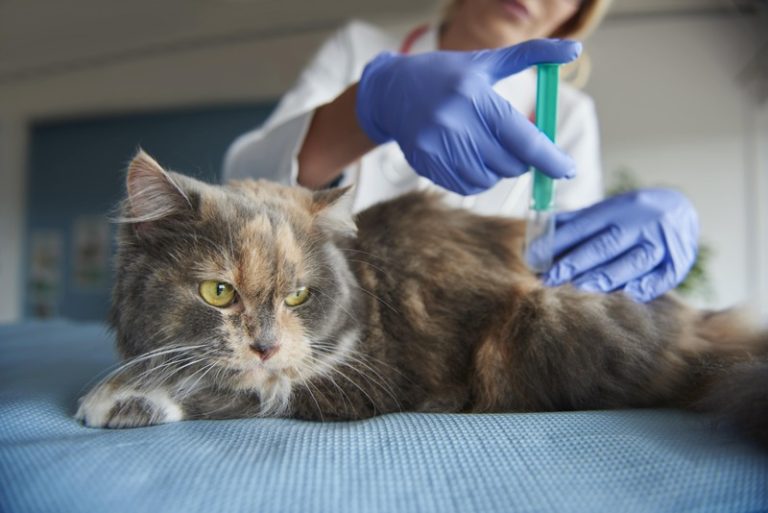 Un chat qui se fait traiter à la suite d'un contact avec un antiparasitaire pour chien.