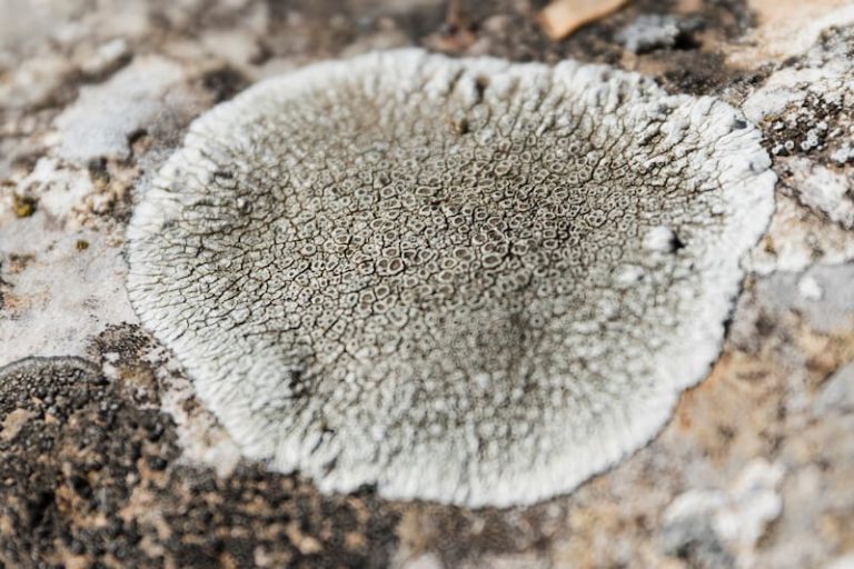 Un champignon menaçant pour l'espèce humaine.