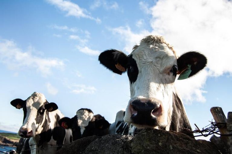 Un élevage de vaches contaminé par la grippe aviaire H5N1.