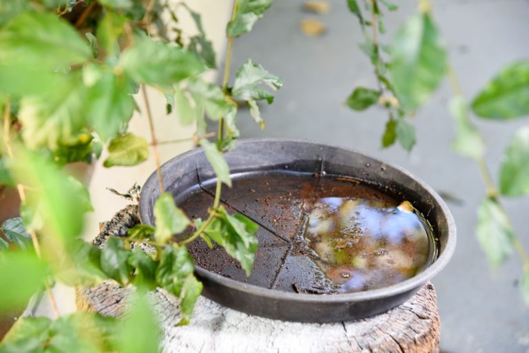 De l'eau stagnante qui attire les moustiques tigres.