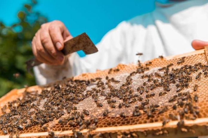 abeilles menaces insecticides france loi duplomb acetamipride ma sante Un apiculteur inquiet de la menace des insecticides.