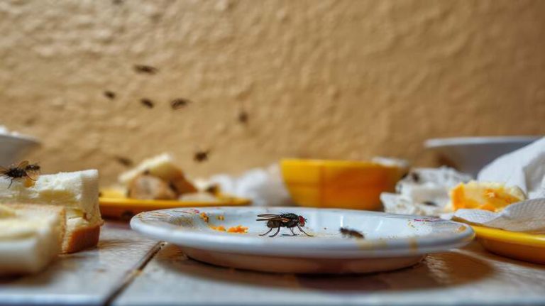 Des insectes dans une assiette