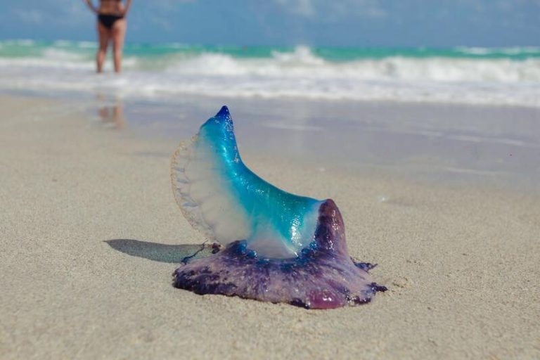 Une méduse tueuse, physalie, échouée sur une plage des Landes.