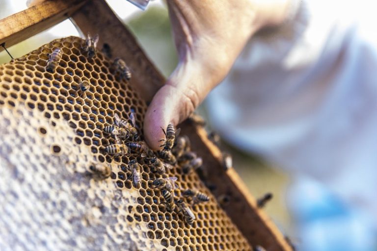 Un apiculteur qui se fait piquer par une abeille.