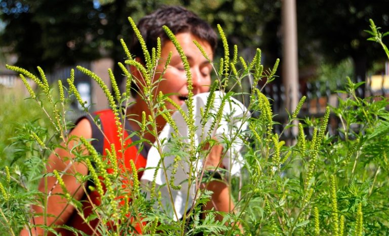Une femme allergique au pollen d'ambroisie.