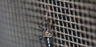 Un moustique qui ne peut pas piquer l'humain à cause de piège anti-moustique.