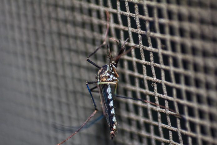 moustique tigre cas autochtones chikungunya zika dengue virus tropicaux Ma Santé Un moustique qui ne peut pas piquer l'humain à cause de piège anti-moustique.